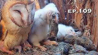 Barn Owl Nest ❸ ep.109／Lechuzas en el nido DIRECTO (Cámara 38 | Ávila)