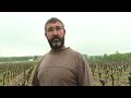 La grle cause dimportants dgts dans les vignes en gironde et en dordogne