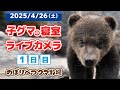 4月26日 子グマの寝室ライブカメラ のぼりべつクマ牧場