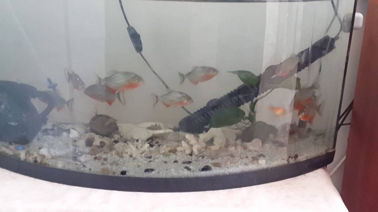 smaller 10 small piranha eat goldfish