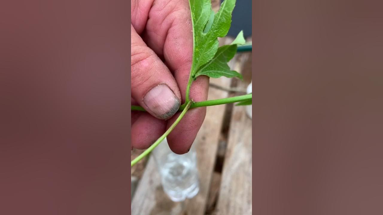 How to grow Passion vine from cuttings YouTube