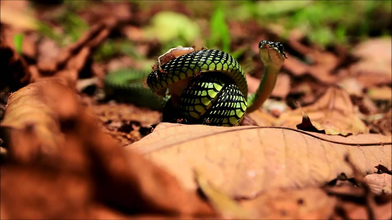 camera iphone 8 plus apk Paradise Tree Snake