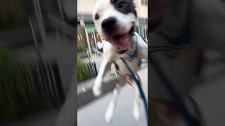 Funny Dog Video Compilation  #dogs #funny #pets @petcollective