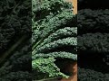 Consumare almeno 30 tipi diversi di vegetali alla settimana