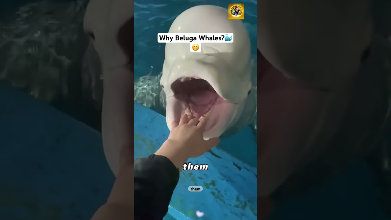 Why do beluga whales eat ice? 🧊🤔 #whales #shortsfeed #animals