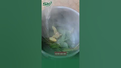 Gợi ý bài thuốc đơn giản từ lá lốt và gừng giúp giảm đau lưng, đau gối | SKĐS #shorts