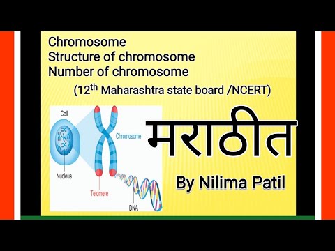 chromosomes/क्रोमोजोम्स /गुणसूत्र  मराठी (12th)