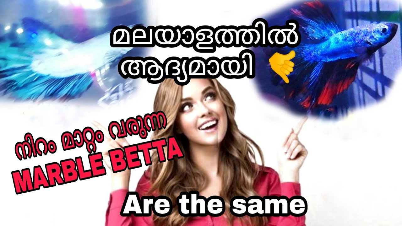 Colour changing in betta Jumping genes Marble betta fish