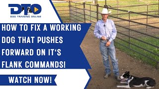 How To fix A Working Dog That Pushes Forward On It's  Flank Commands!