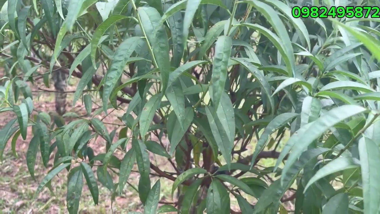 Cách xử lý cây đào hãm dăm xong lại đi đọt lại thì làm thế nào 