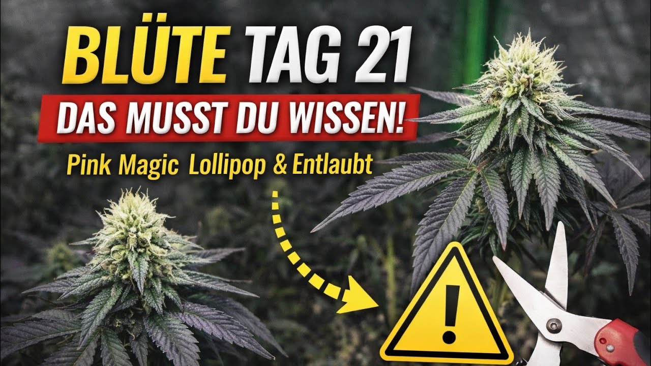 Blüte Tag 21: Lollipopping & Entlaubung – diese Fehler kosten Ertrag @Vivosun