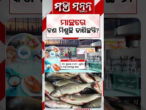 ମାଛରେ କଣ ମିଶୁଛି ଜାଣିଛନ୍ତି ? | Deadly Chemicals Found in Fish Markets | Maha Manthan | Argus News
