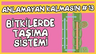 Anlamayan Kalmasın #13 Bitkilerde Taşıma Sistemi