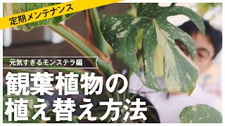 【観葉植物】インテリアにおすすめのモンステラの植え替え