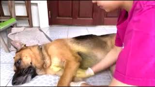 How to treat itchy skin in dog at home - Home remedy for skin diseases in dog