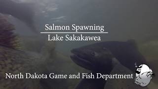 2018 Salmon spawning and stocking in Lake Sakakawea