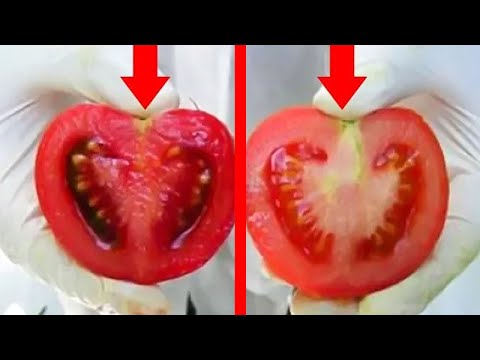 Что такое ГМО в продуктах (6 фото + видео)