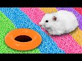 Rainbow Ball Pool 🐹 Hamster Maze with Traps [OBSTACLE COURSE]