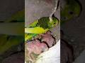 Lovebirds chicks🐣 newborn buggies #trending #viral #funny #comedy #subscribe #shorts #birds