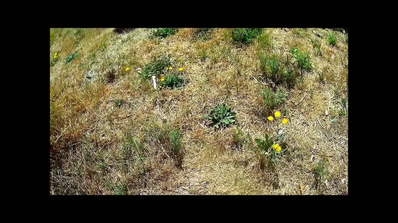 Paintball CTF (Angus) Full Version