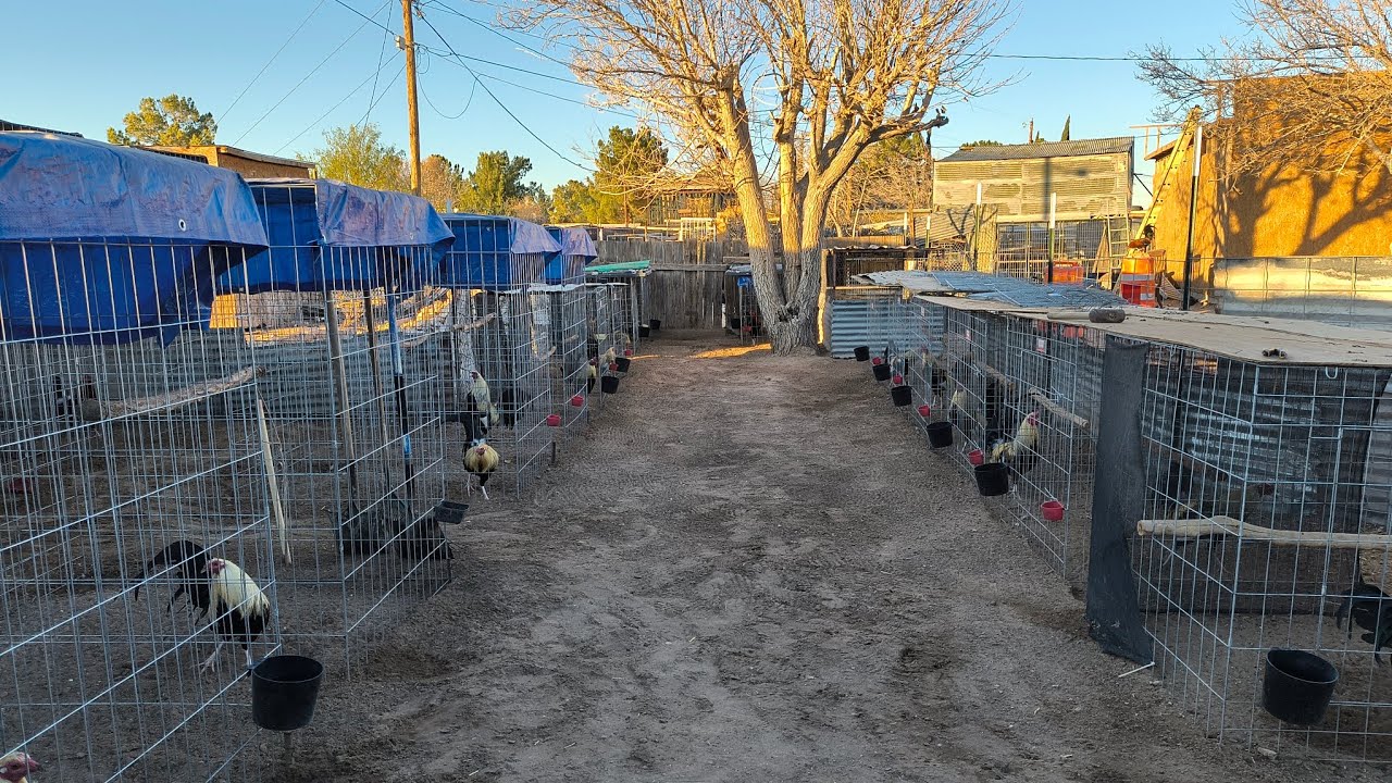 Cambiando los gallos de galleras#gallofino #gallos