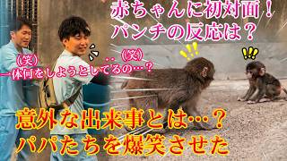 パンチくん 🐵赤ちゃんに初対面したパンチくんの反応が意外すぎる！？（笑）😆 一体何をしようとしてるの…？パパたちも思わず笑ったパンチの行動#パンチくん