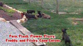 Cane Corso Puppies For Sale on Lancaster Puppies