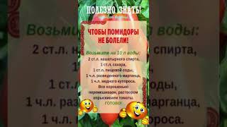 ПОЛЕЗНО ЗНАТЬ! Чтобы томаты не болели #shorts #рецепты #советы