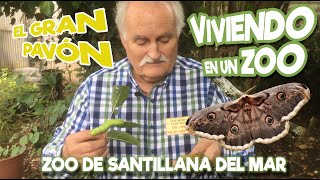 El Gran Pavón