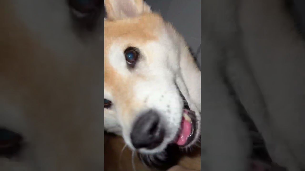 Shiba Torments Owner for Fun