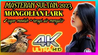 masteran sultan 2023 || mongolian lark super mewah || mastering murai batu