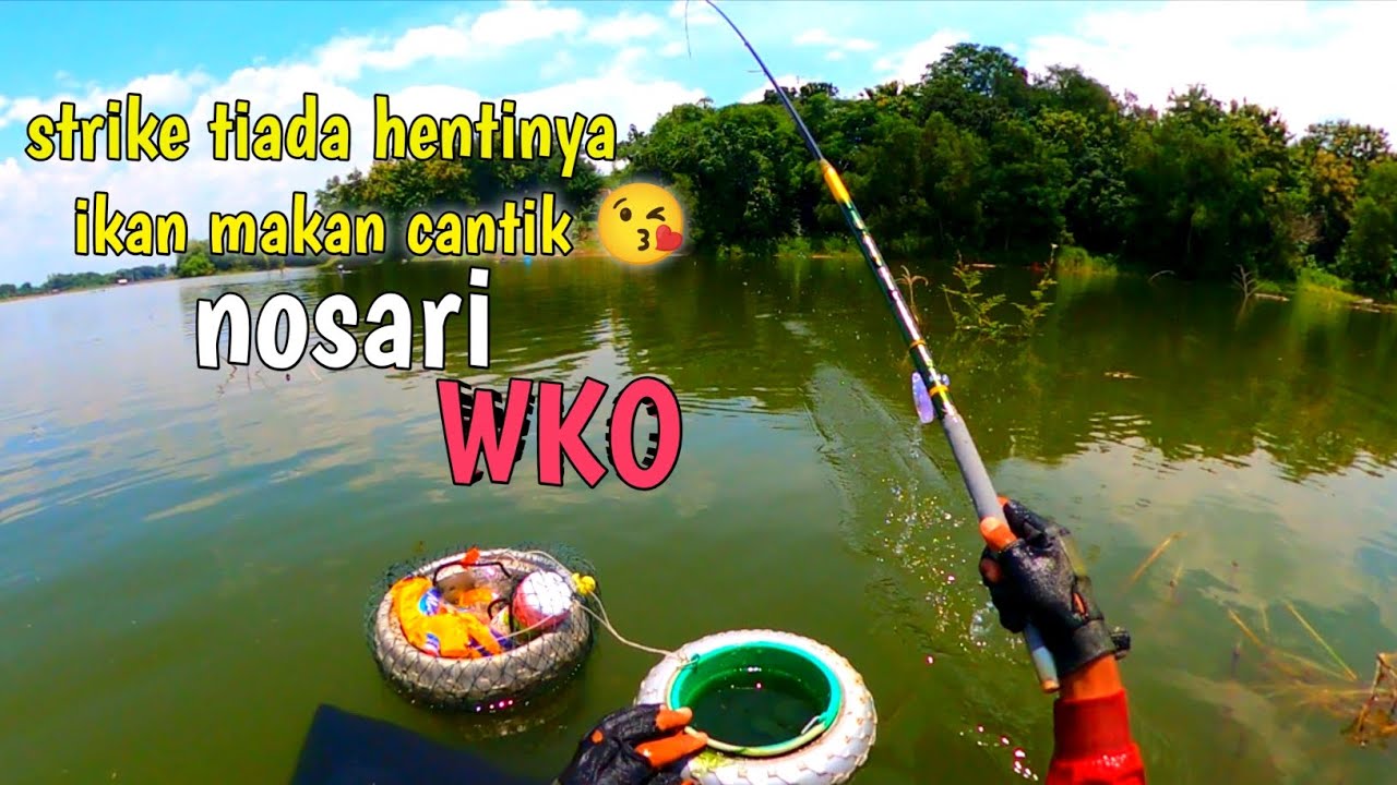 Strike tiada hentinya|ikan makan cantik 😘‼️