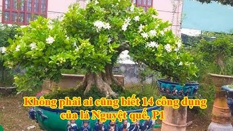 Không phải ai cũng biết 14 công dụng của lá Nguyệt quế . P1