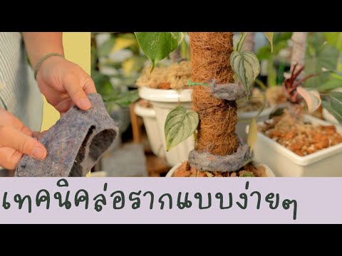 แนะนำเทคนิคการล่อราก วัสดุล่อรากแบบง่ายๆ  ผ้าเฟลท์  เสาไม้เลื้อยทําเอง เชฟเอก มาสเตอร์เชฟ โคราช