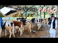 Dairy farm    ch laqat ali uk   kaladab azad kashmir