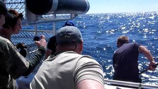 Shark Dive Tuna Catch.MOV