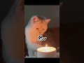 厨二病のネコ