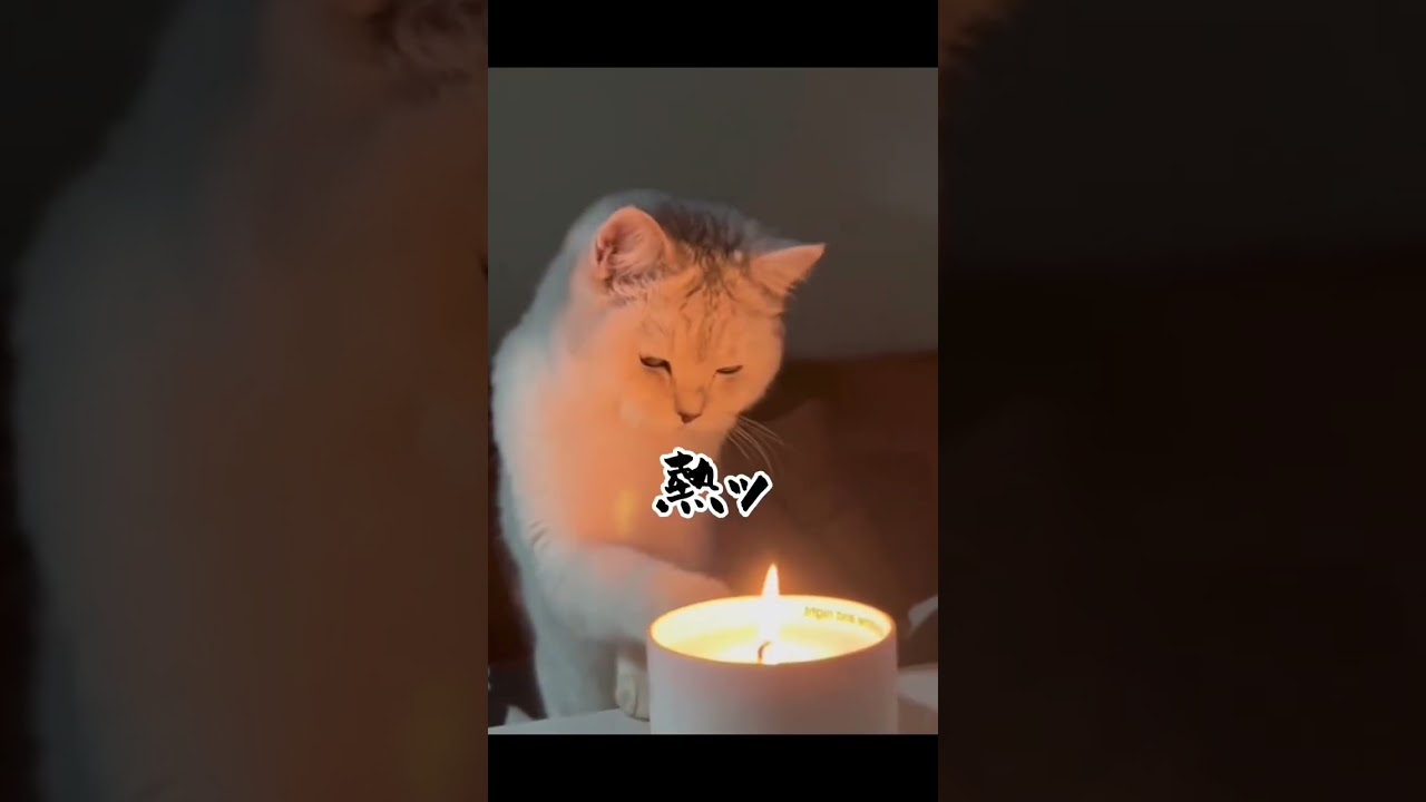 Hiss Compilation] Dくん Syntax YouTube - [Dubbing] Cat ゲームキャラクター