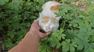 大早上在野外遇见一只猫咪，趁机摸摸猫咪！