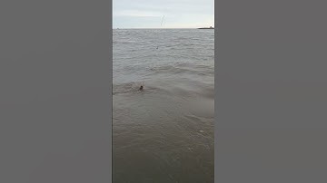 #fishing câu cá ngát biển cần giờ