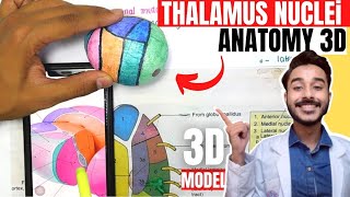 thalamus anatomy 3d | anatomy of thalamus nuclei anatomy screenshot 2