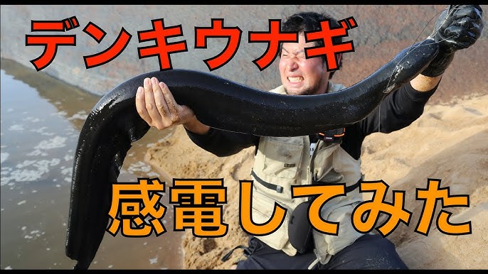 デンキウナギを釣って感電してみた(食レポもあるよ)【危険生物】/Electric shock by an ELECTRIC EEL !!