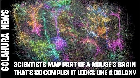 Scientists map part of a mouse