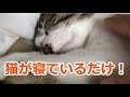 快眠サポート猫と一緒に寝る動画