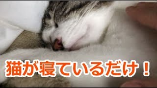 快眠サポート猫と一緒に寝る動画