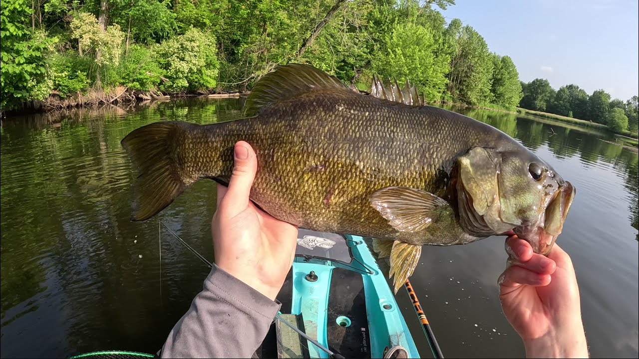 Kalamazoo River GIANT Smallmouth! Summer Topwater Bass Fishing