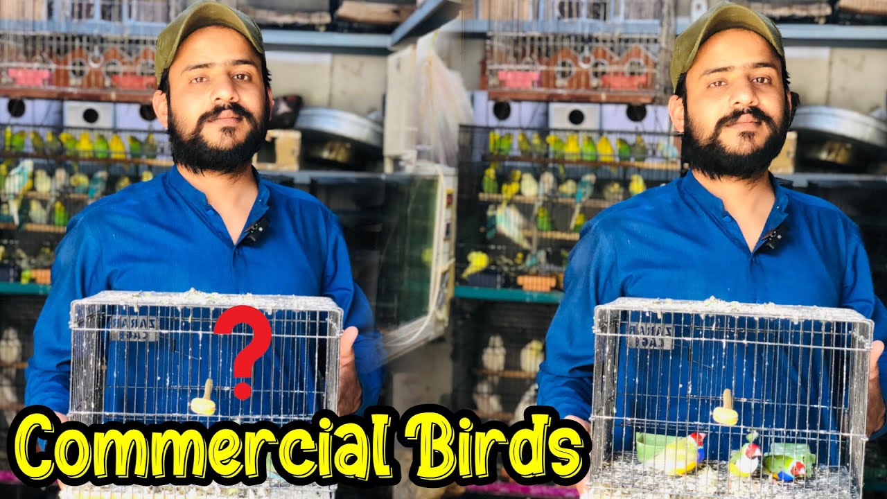 College Road Birds Market Rawalpindi Gouldian Finches Love Birds