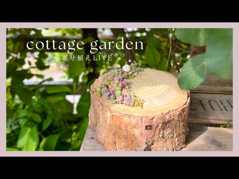 cottage garden】peu a peuさんのモルタル切り株鉢に多肉寄せ植えLIVE