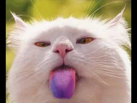 vERY fUNNY cATS 26 