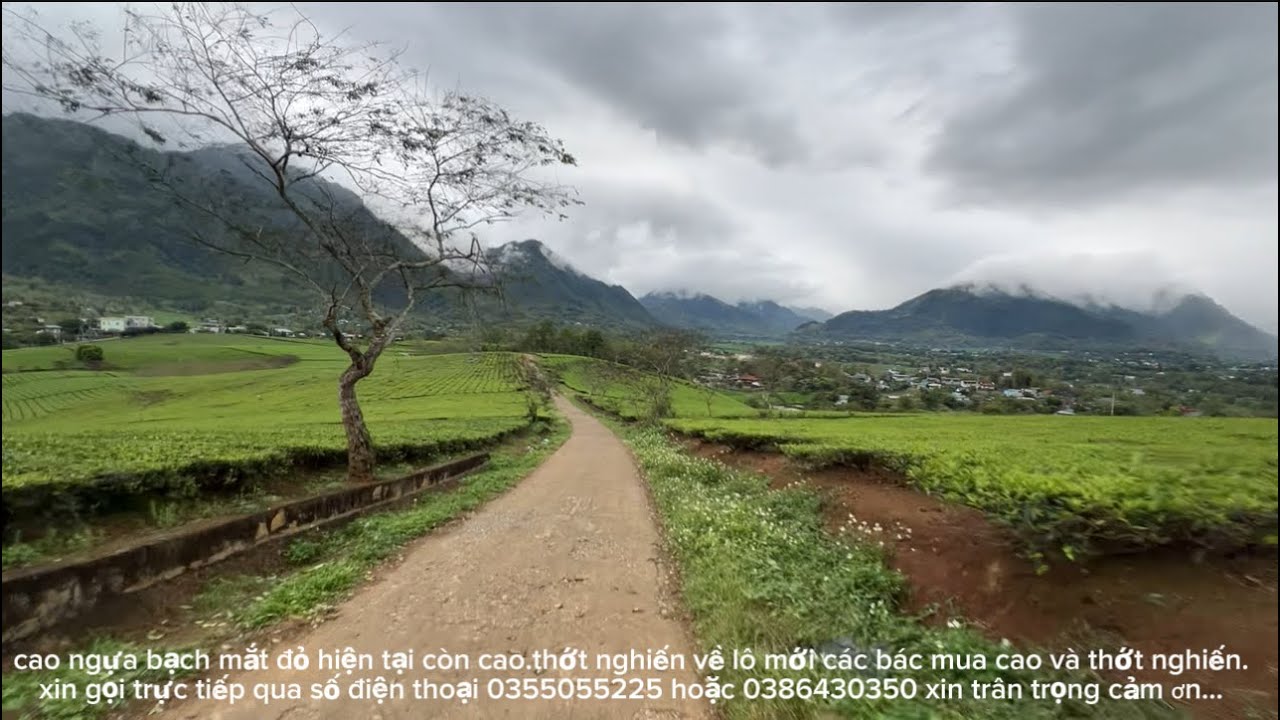 A TUYẾN vào bản dự lễ thay tên.nửa đêm ngược nghĩa lộ tìm ngựa bạch@GÁIBẢN @Tieng.Goi.Vung.Cao.592 